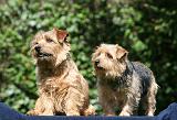 NORFOLK TERRIER 073